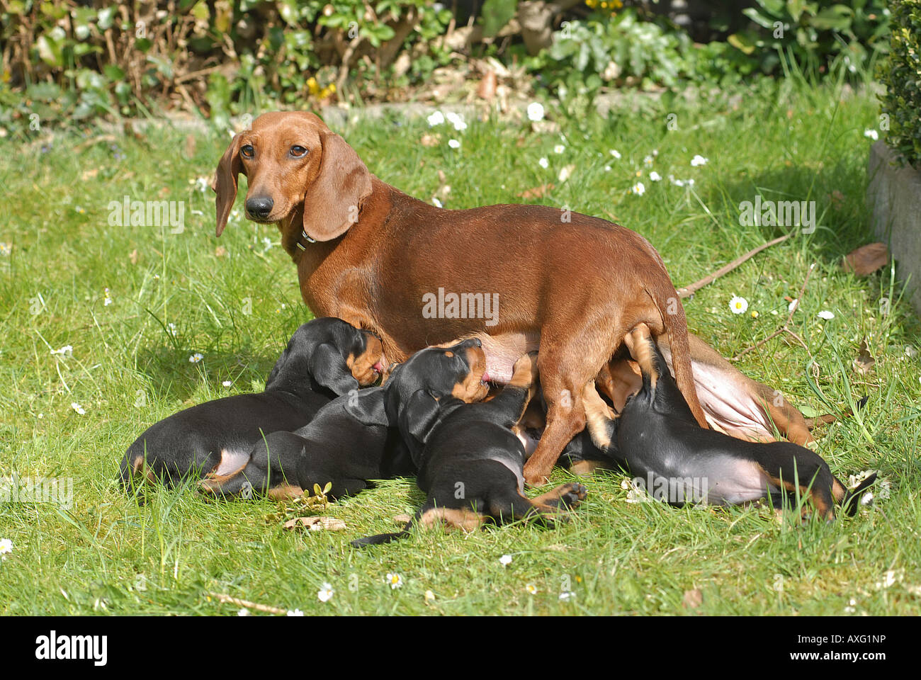 Teckel à poil lisse - suckling ses chiots Banque D'Images
