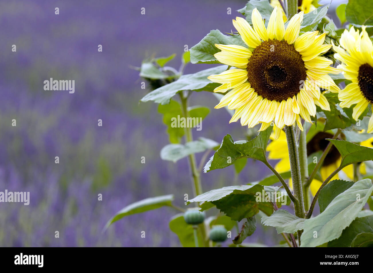 Lavender Farm à Sequim Olympic Peninsula Washington Banque D'Images