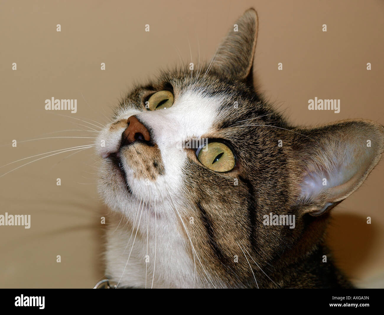 Yeux Globuleux Banque D Image Et Photos Alamy Yeux Globuleux Banque D Image Et Photos Alamy