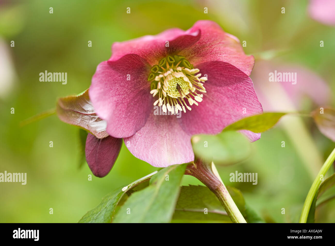 L'hellébore rose foncé Highdown 'Rosa' en fleurs au printemps dans la région de Sussex, England, UK Banque D'Images