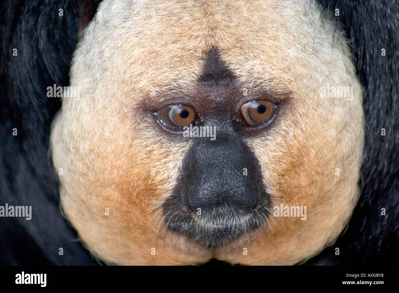 Saki mâle face blanche Monkey Man close up Banque D'Images