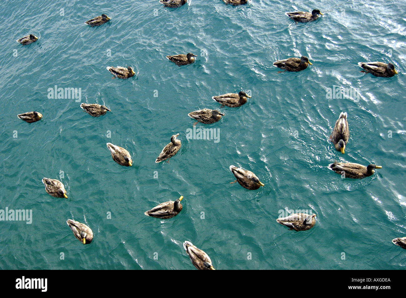 Les Canards colverts nager dans l'eau Banque D'Images