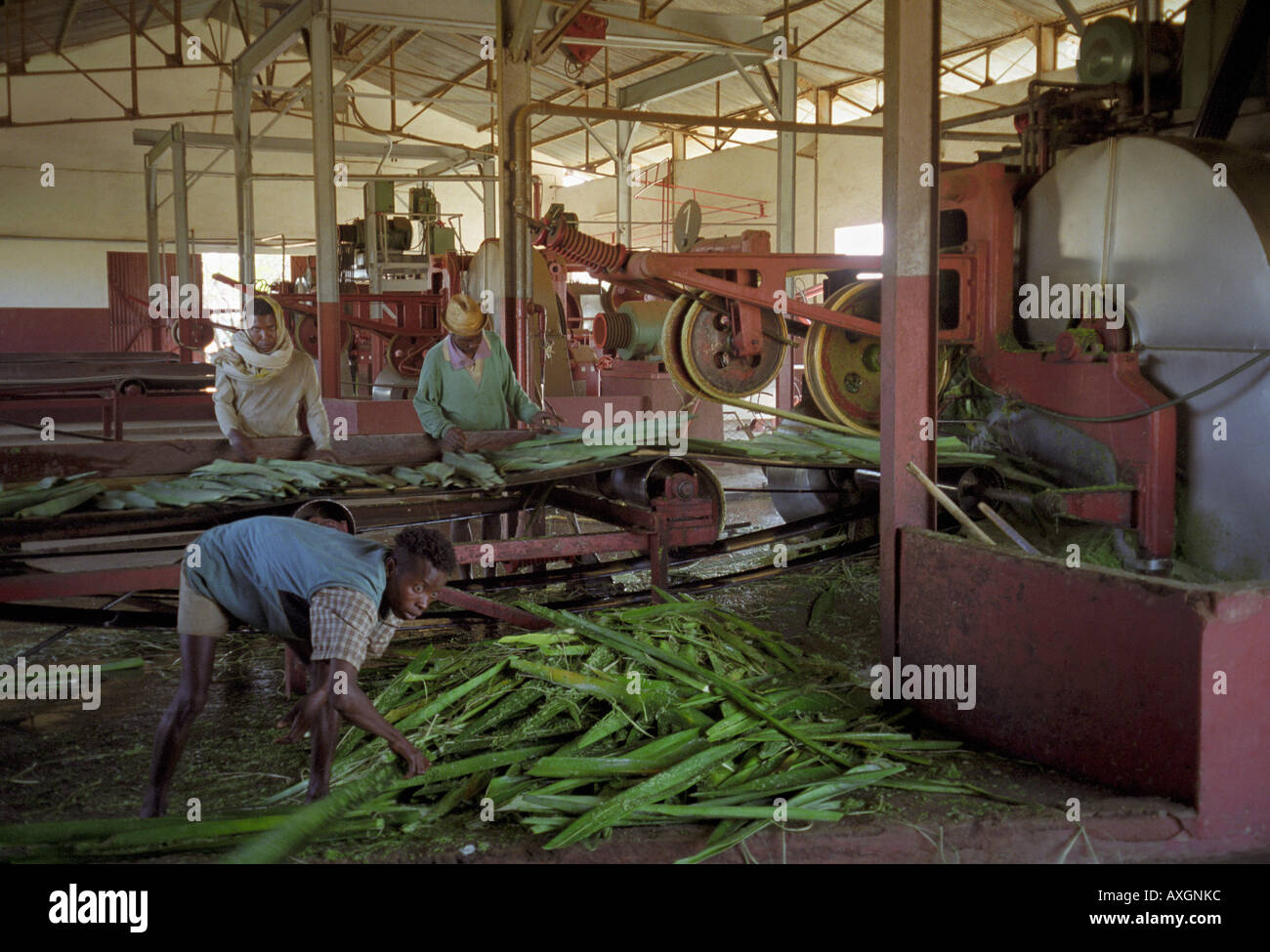 Berenty Fort Dauphin Madagascar Afrique personnes locales travaillant en usine de transformation des feuilles de sisal ^ Banque D'Images