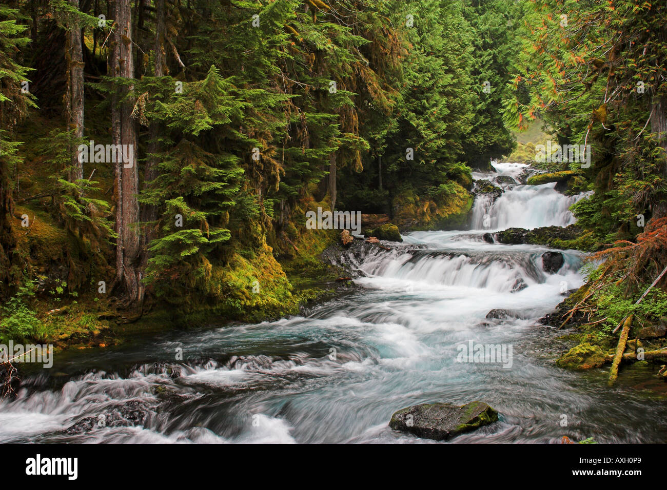 La région de McKenzie River dans la région de Oregon Cascades Banque D'Images