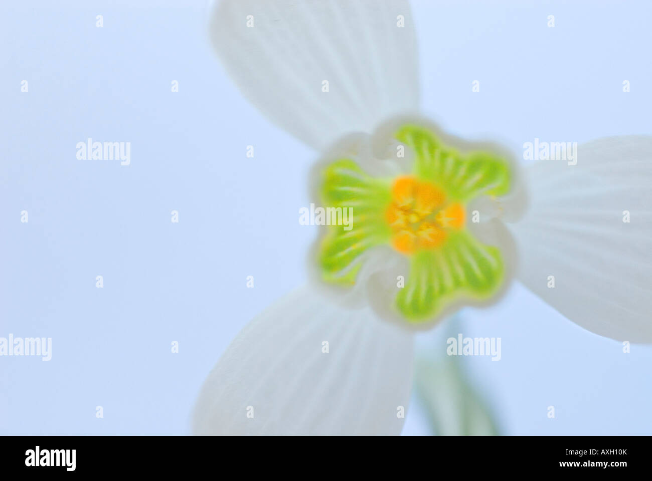 Snowdrop Galanthus nivalis ou elwesii Banque D'Images