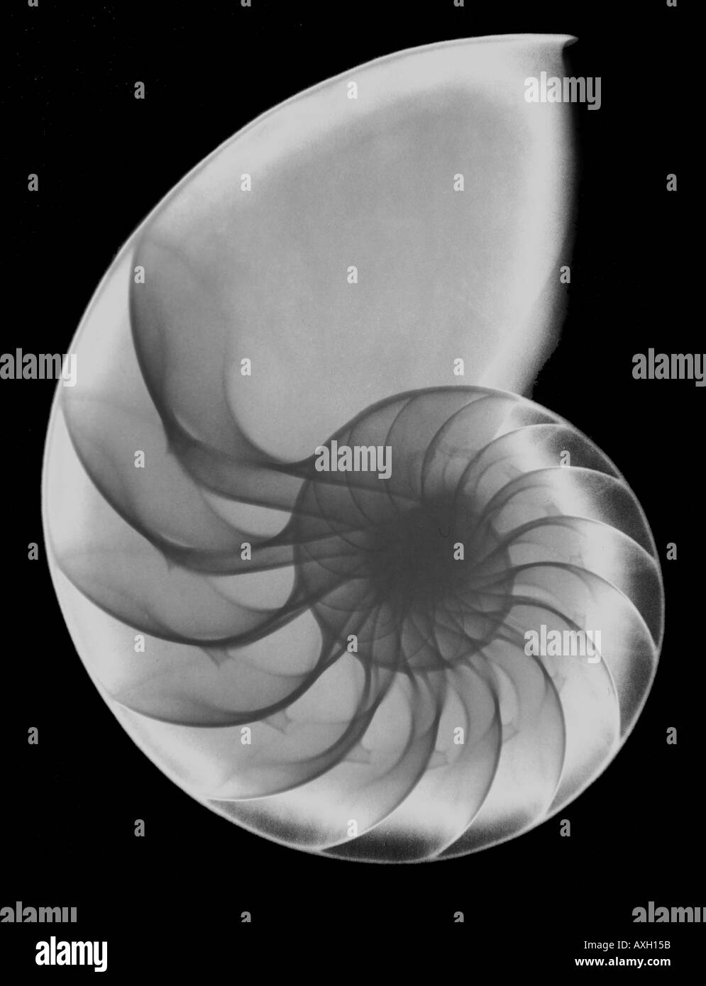 X-Ray Recloisonnées Nautilus pompilius Sea Shell Radiograph Banque D'Images