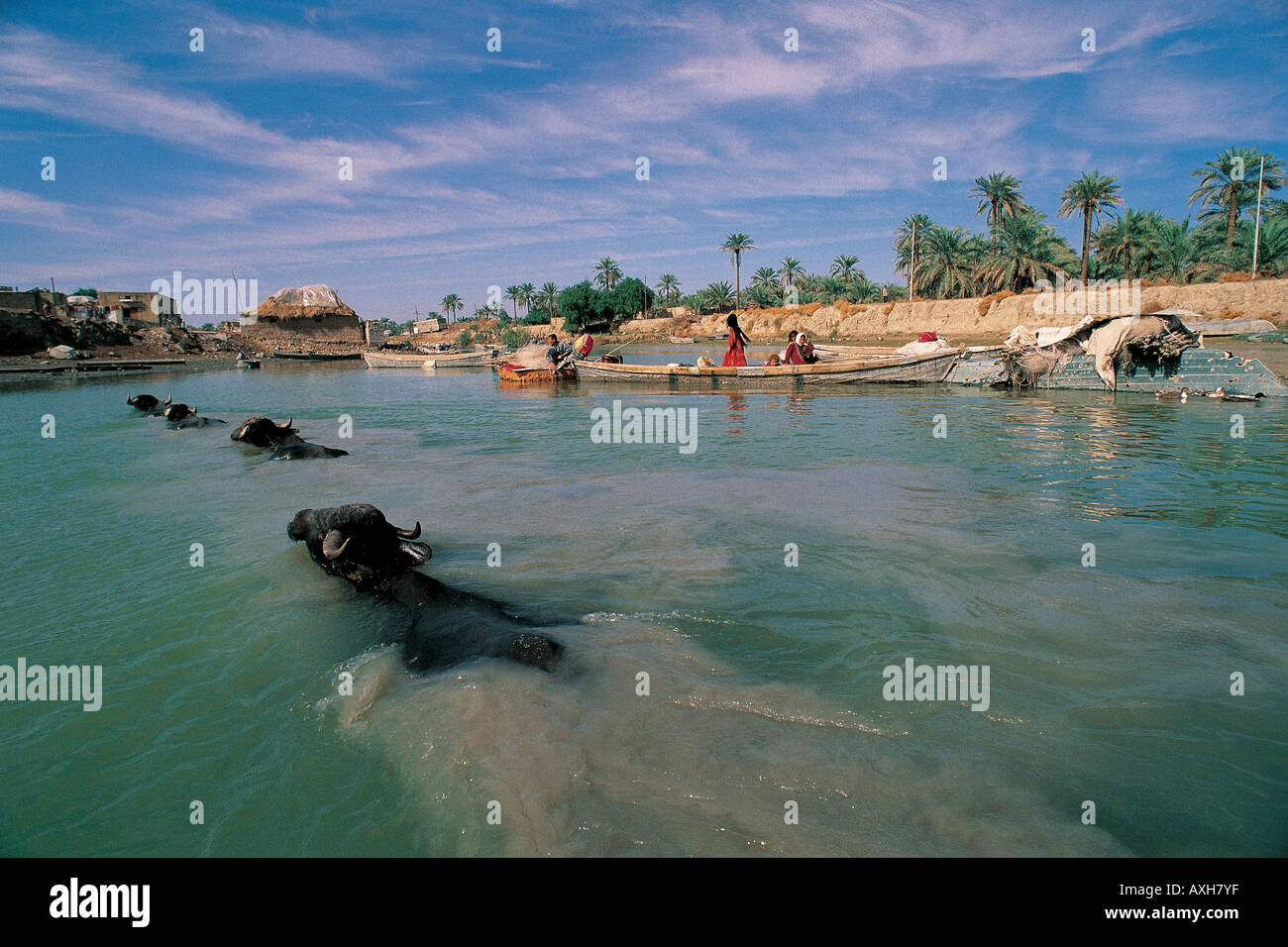 Le buffle d'eau dans les marais irakiens en Irak, des zones humides d'El Garma. Banque D'Images