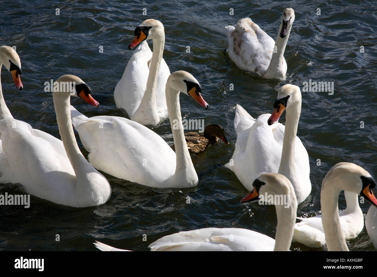 Les cygnes se nourrissent de la rivière Yare à Norwich. Banque D'Images