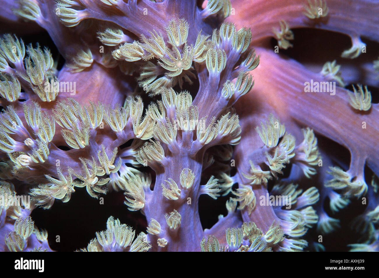 Close-up de corail mou mauve Banque D'Images