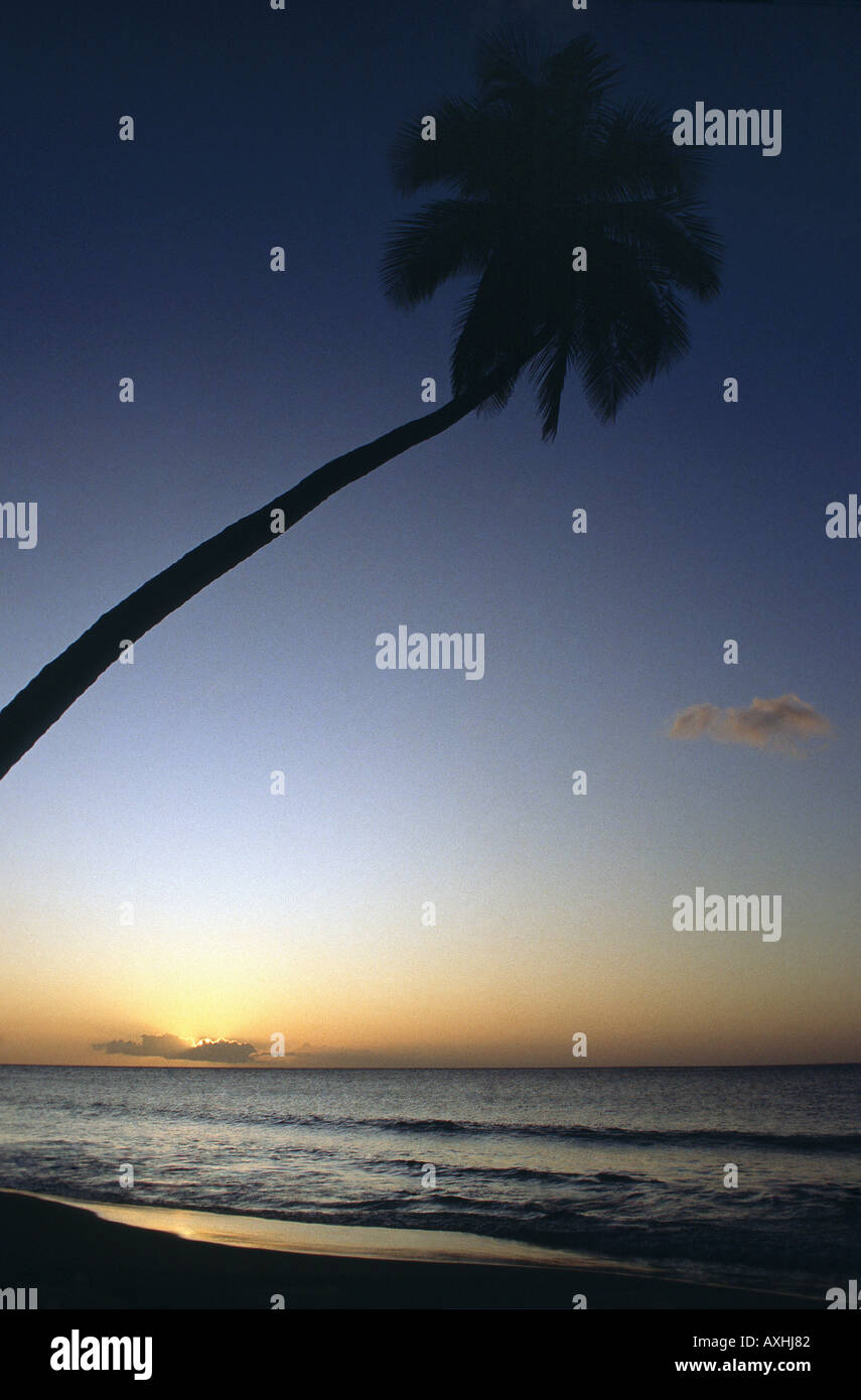 Plage avec palmier au coucher du soleil Banque D'Images