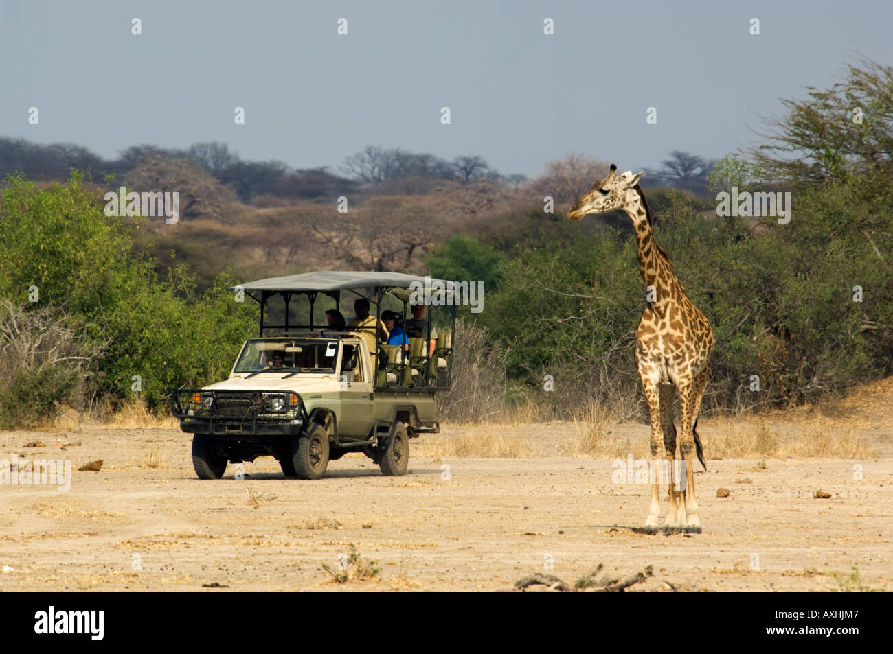 Maasai girafe Giraffa camelopardalis tippelskirchi Tanzanie Ruaha National Park Banque D'Images