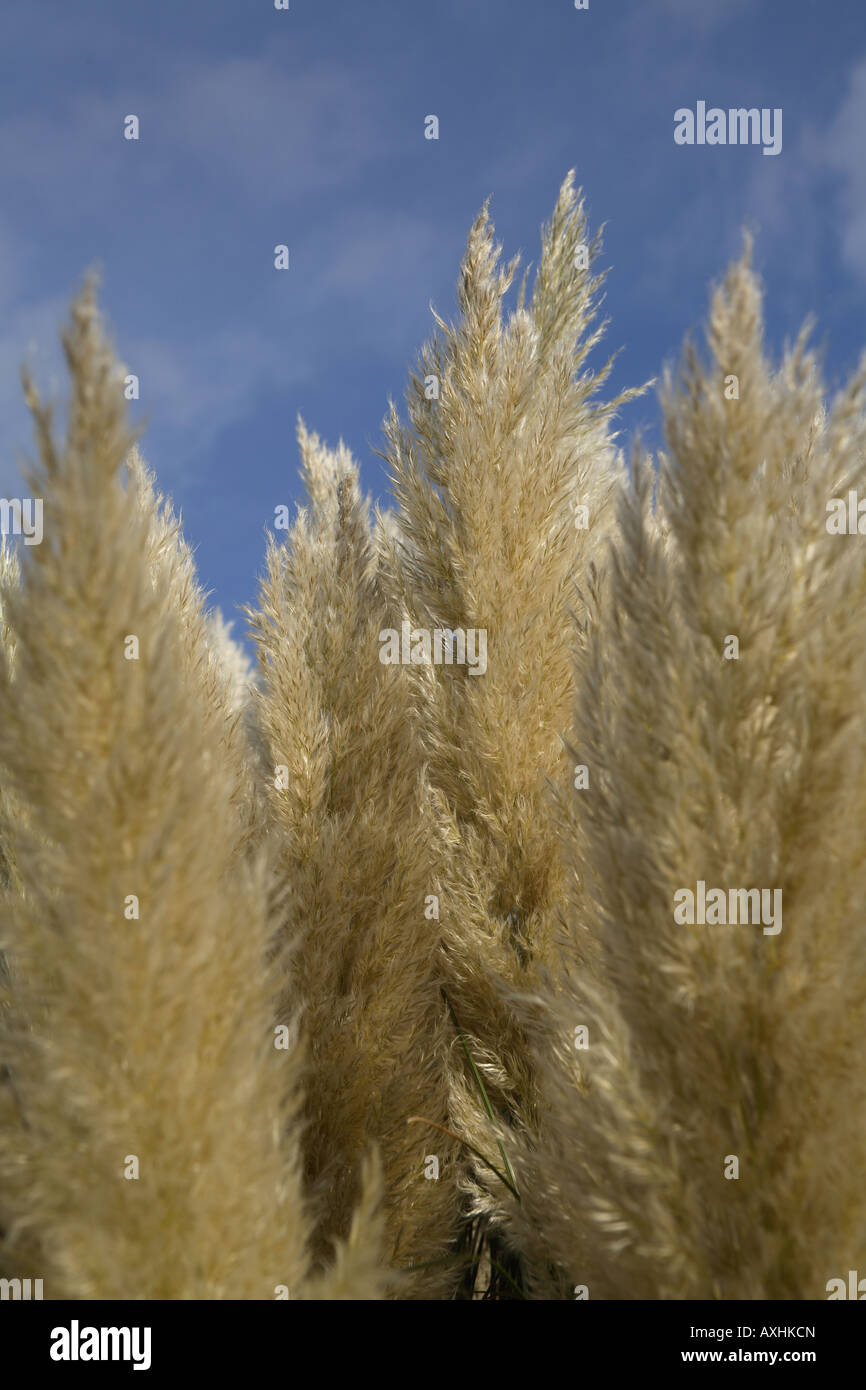 Miscanthus sinensis Banque D'Images
