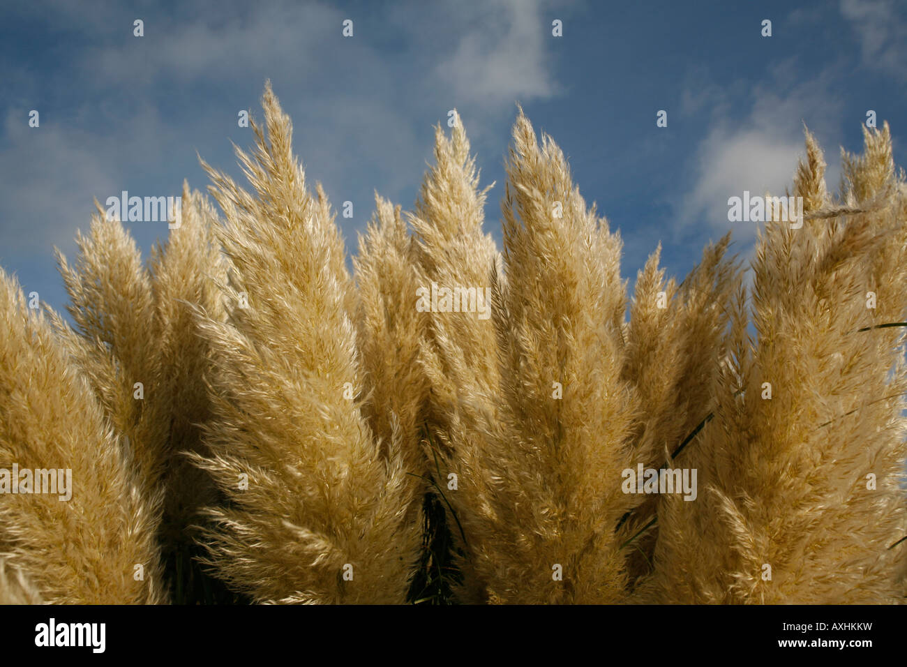 Miscanthus sinensis Banque D'Images