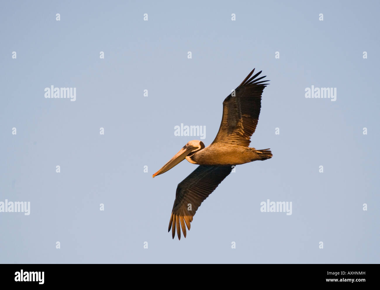 Pélican brun simple Pelecannus occidentalis volant dans la lumière au coucher du soleil Banque D'Images