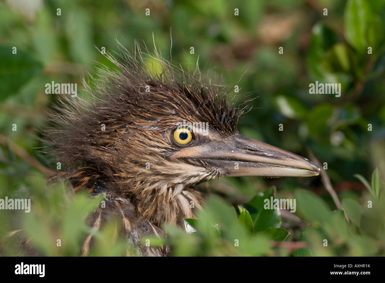 Bihoreau Gris Noir Bebe Tombe De Son Nid A Palo Alto En Californie Baylands Photo Stock Alamy