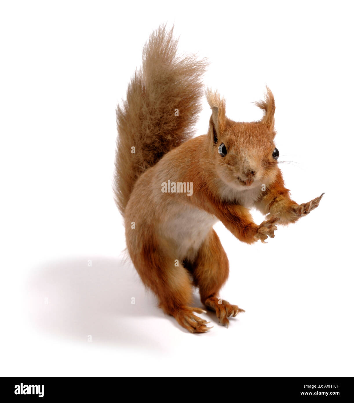 L'écureuil roux taxidermie Banque D'Images