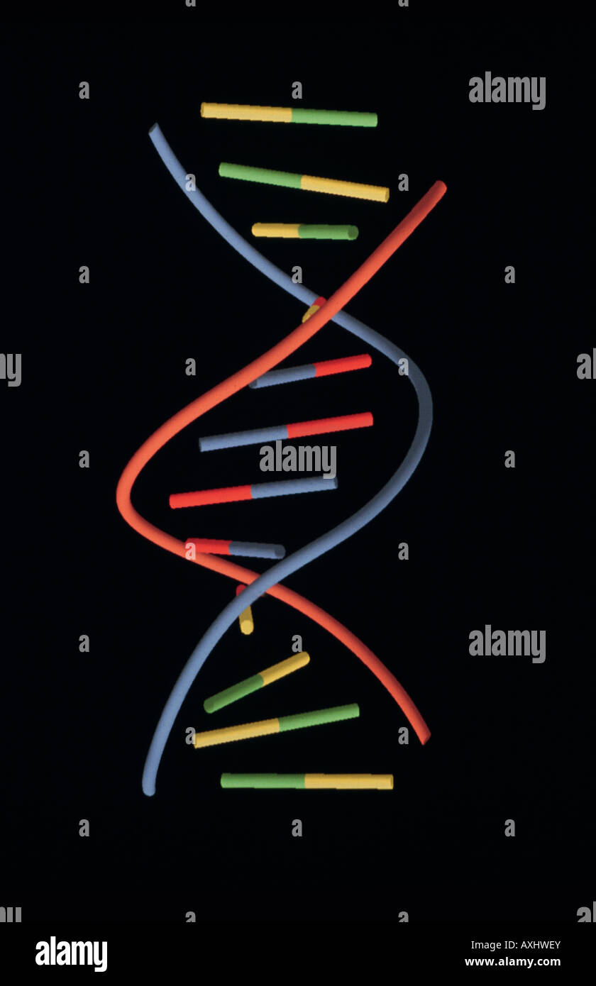 Modèle simple de l'ADN doublestranded DNA helix Banque D'Images