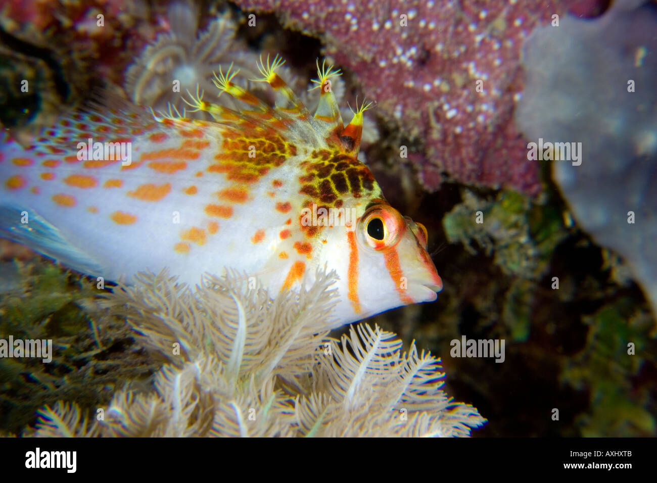 Corps de rousseur FRILLY ET NAGEOIRE DORSALE D'UN NAIN HAWKFISH CIRRHITICHTHYS FALCO PAPOUASIE NOUVELLE GUINÉE Banque D'Images