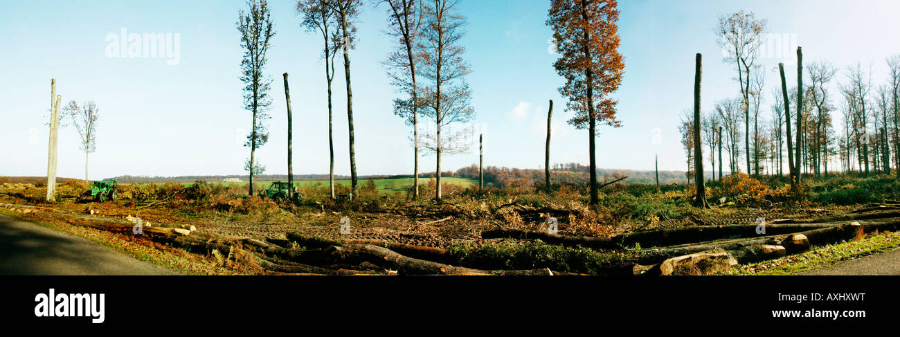 Débit des grumes en forêt de hêtres de Tron ais Allier botanique Fagus fond 03 Allier zone Automne Auvergne hêtre hêtres botanique Com Banque D'Images
