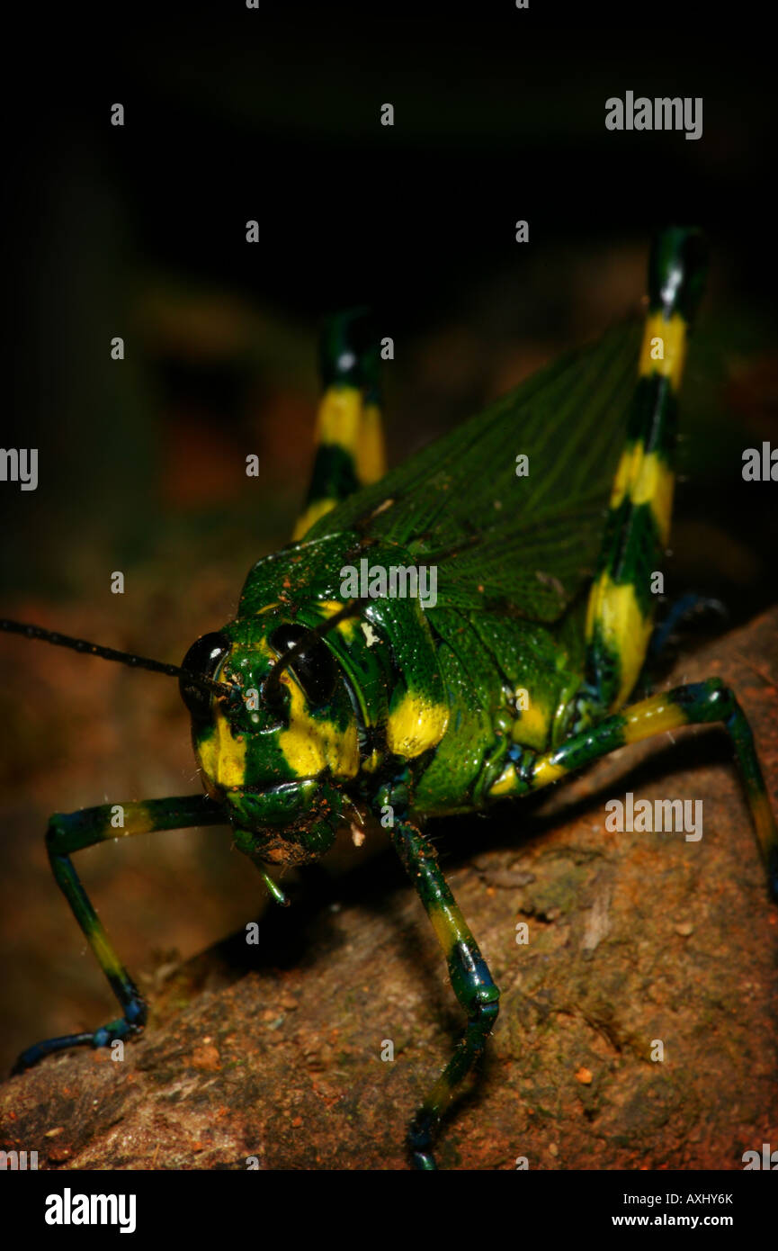 Rayé jaune -sauterelle, Chromacris psittacus, dans la forêt tropicale à Cerro Pirre, parc national de Darien, République du Panama Banque D'Images