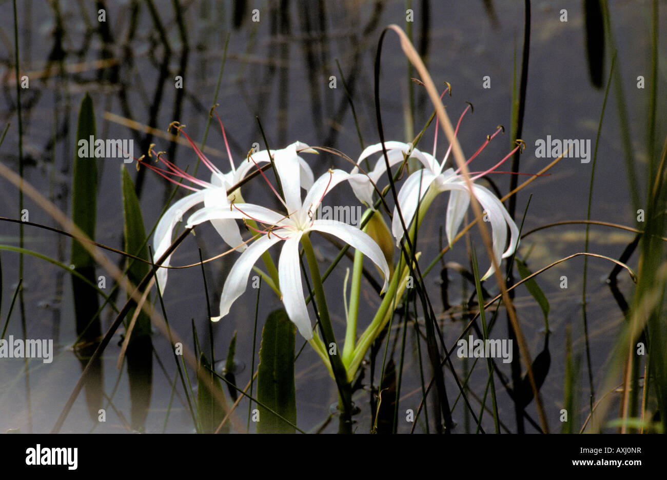 Amaryllis swamp lily Crinum purpurascens fleur fleurs fleurs Afrique Amaryllidaceae plantes format horizontal Banque D'Images