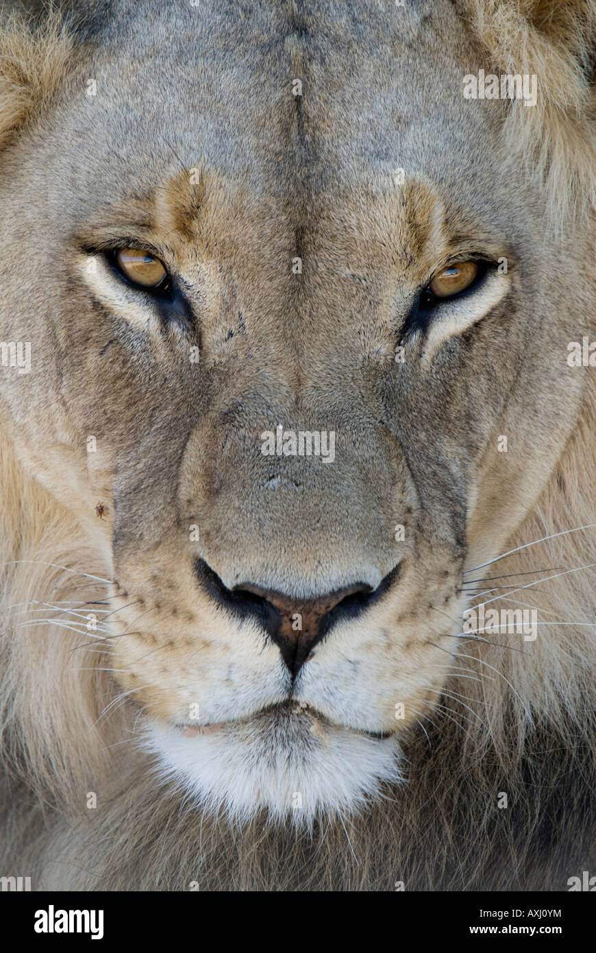 Un portrait d'une jeune femme lion dans la Kalahri Banque D'Images