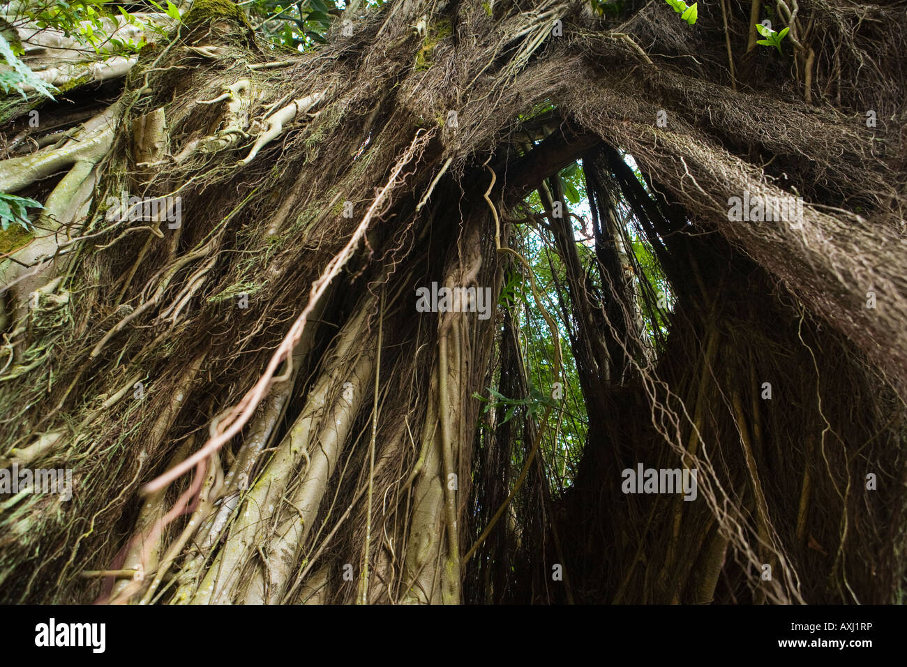 Banyan Tree à Hilo à Hawaï Banque D'Images