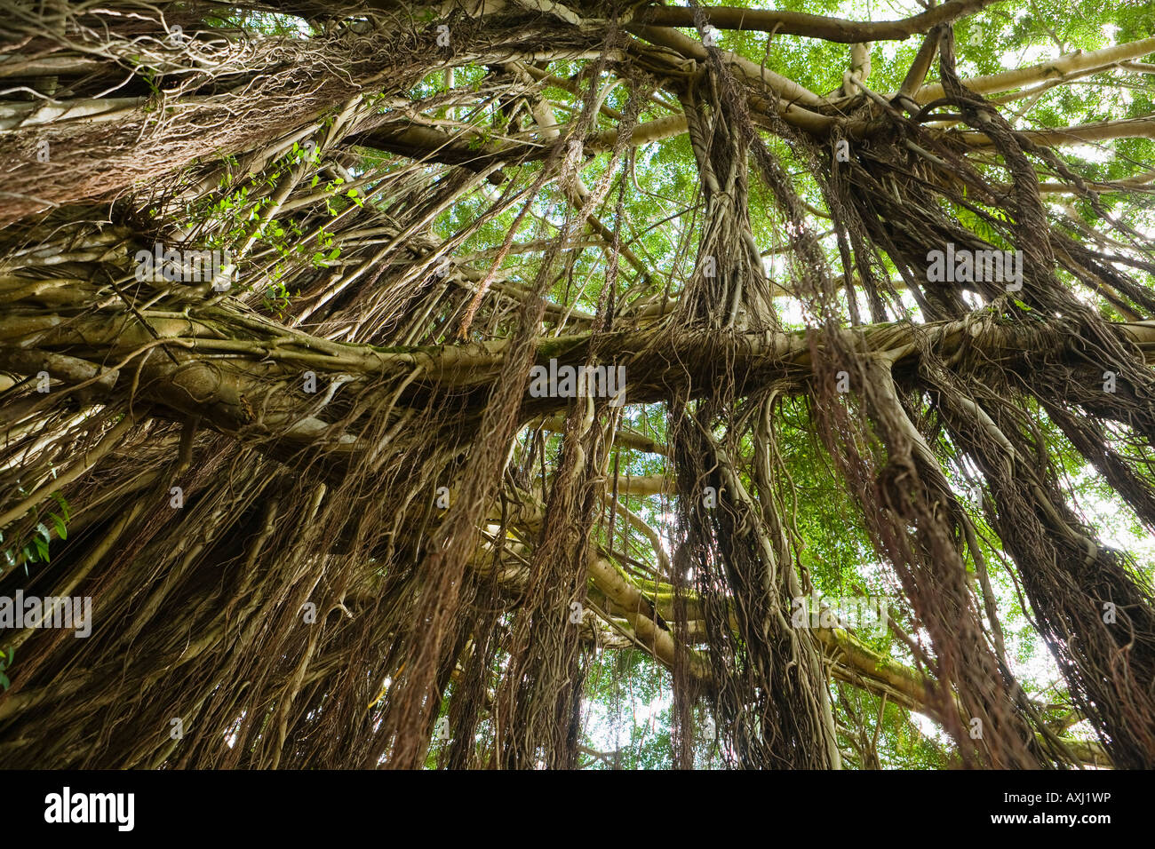 Banyon tree à Hilo à Hawaï Banque D'Images