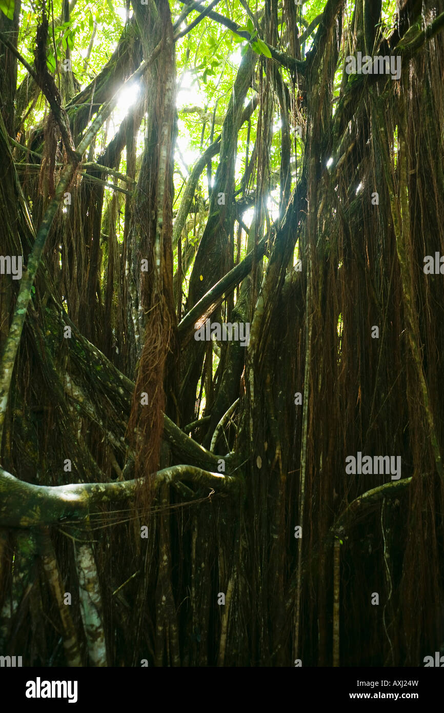Banyan Tree dans Akaka Falls State Park California Banque D'Images