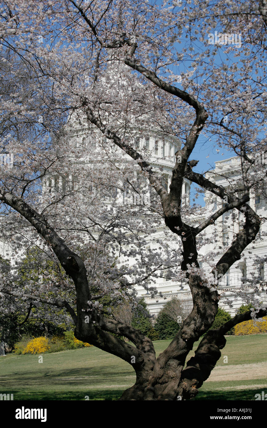 Capitol Building, fleurs de cerisier, Washington DC, USA Banque D'Images