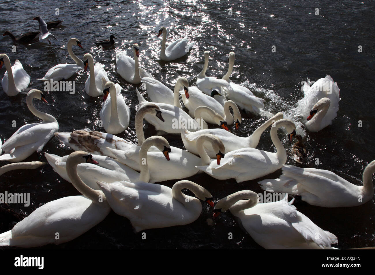 Les cygnes se nourrissent de la rivière Yare à Norwich. Banque D'Images