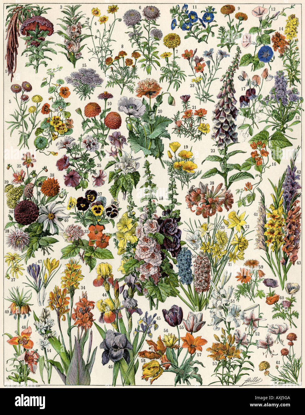 Jardin fleurs cultivées comme des annuelles, bisannuelles et de bulbes. Lithographie couleur Banque D'Images