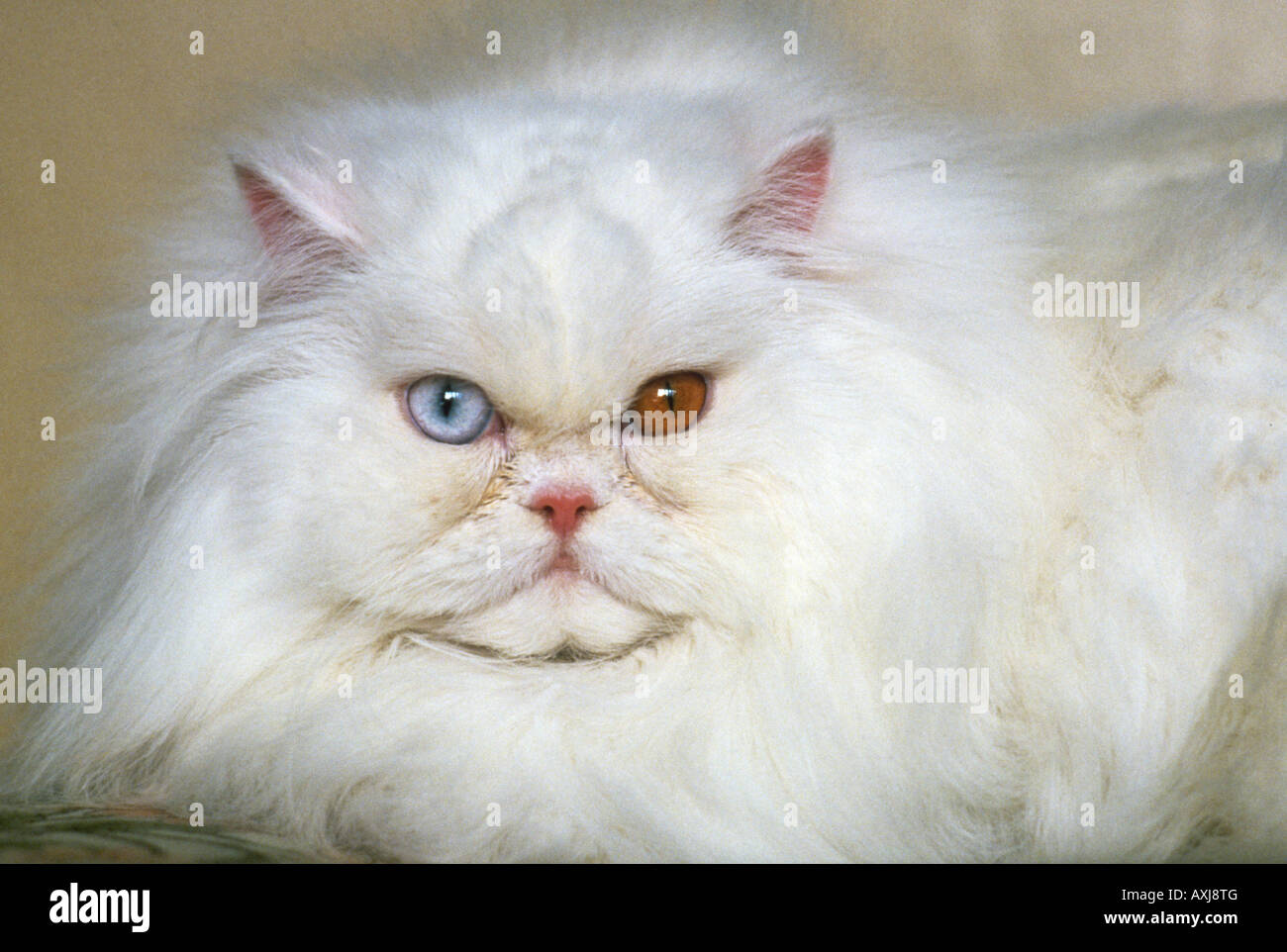 Chat albinos avec les yeux de couleur étrange ce long haired persan blanc est probablement sourds ainsi que d'avoir un bleu et un oeil orange Banque D'Images