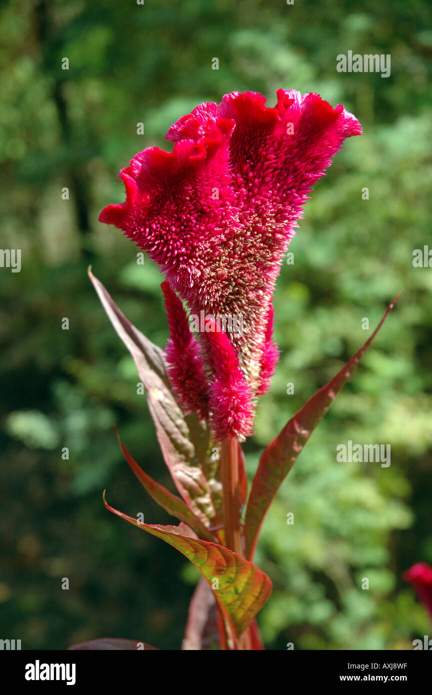 Cockscomb Celosia argentea cristata var également appelée Feather celosia Banque D'Images