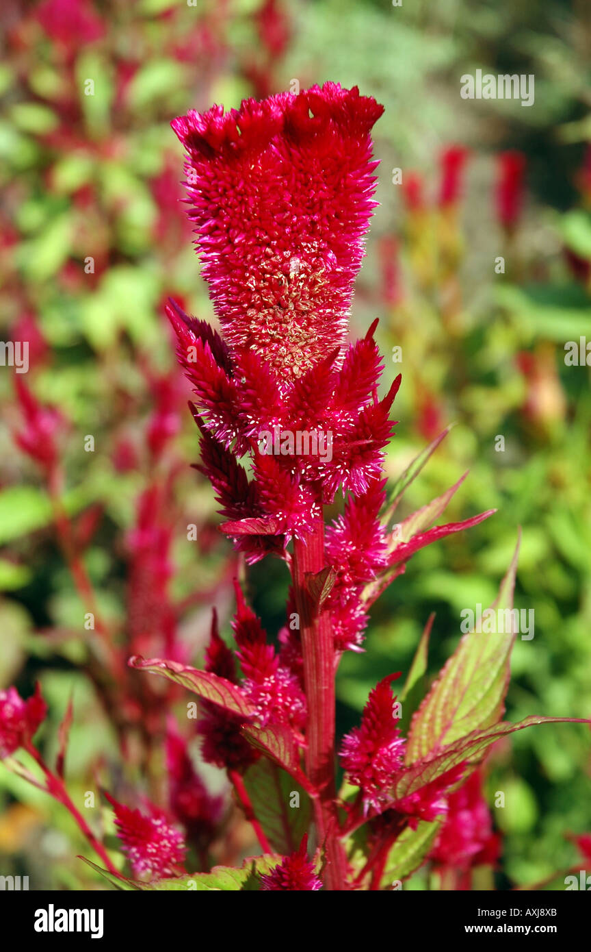 Cockscomb Celosia argentea cristata var également appelée Feather celosia Banque D'Images