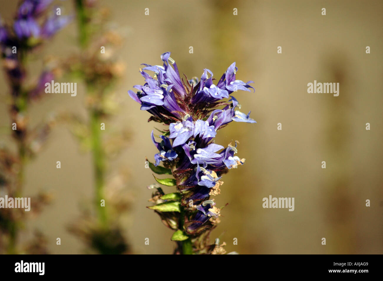 Grand Bleu Lobelia Lobelia syphilitica Banque D'Images