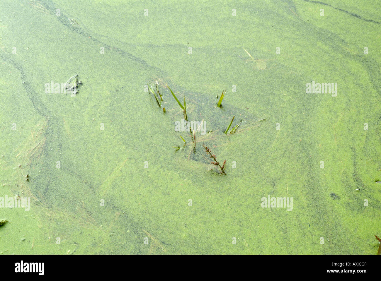 Les algues vertes de l'écume de l'eau marais étang terres humides du lac étang Banque D'Images