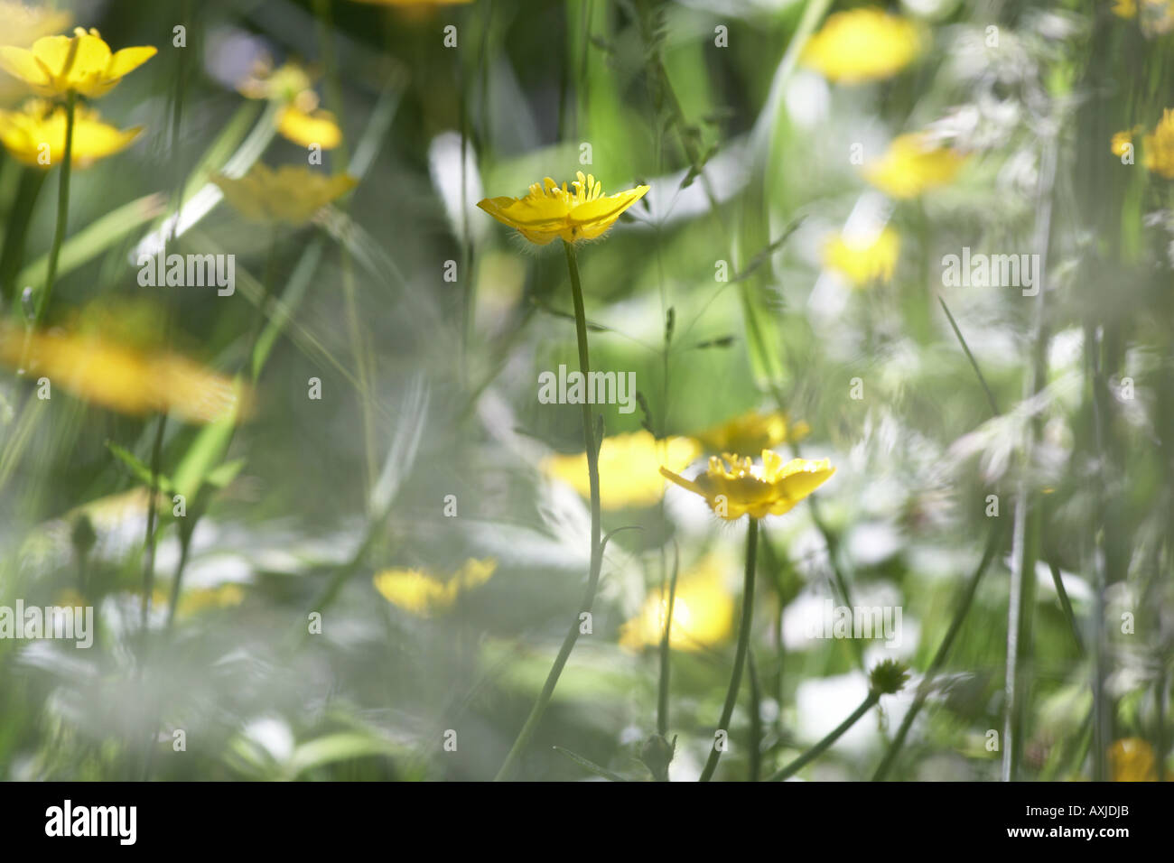 La Renoncule rampante (Ranunculus rapens) parmi les graminées fleurs dans une prairie britannique Banque D'Images