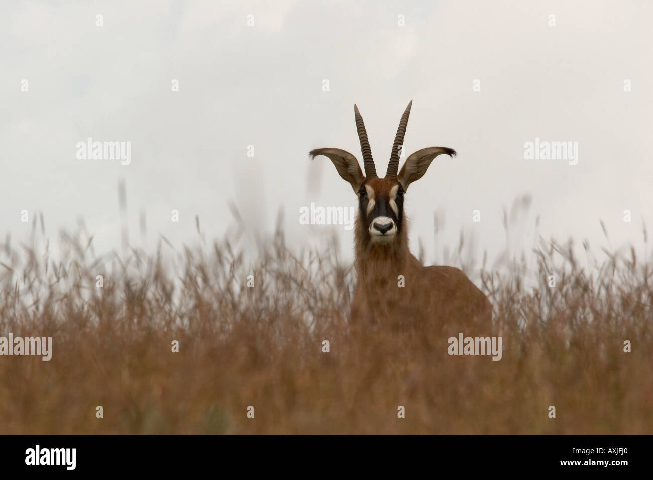 L'antilope rouanne (Hippotragus equinus) Banque D'Images