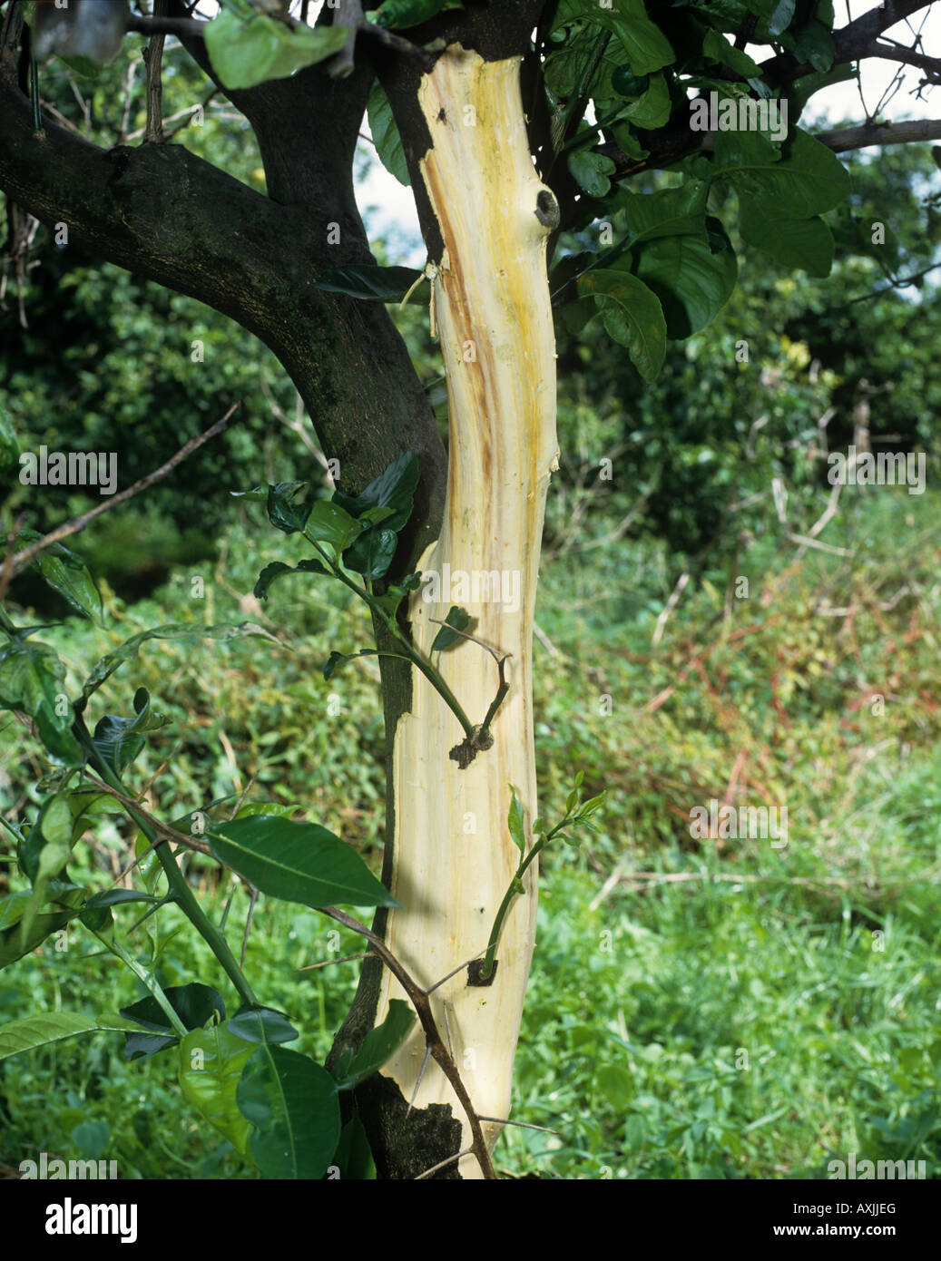 Phoma tracheiphila mal secco tissus vasculaires malades exposés sur tronc de citron Banque D'Images