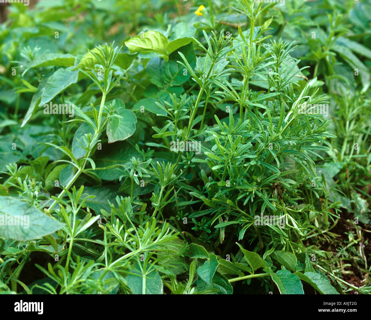Gaillet gratteron Galium aparine, mauvaises herbes arables annuel dans une récolte de pommes de terre Banque D'Images