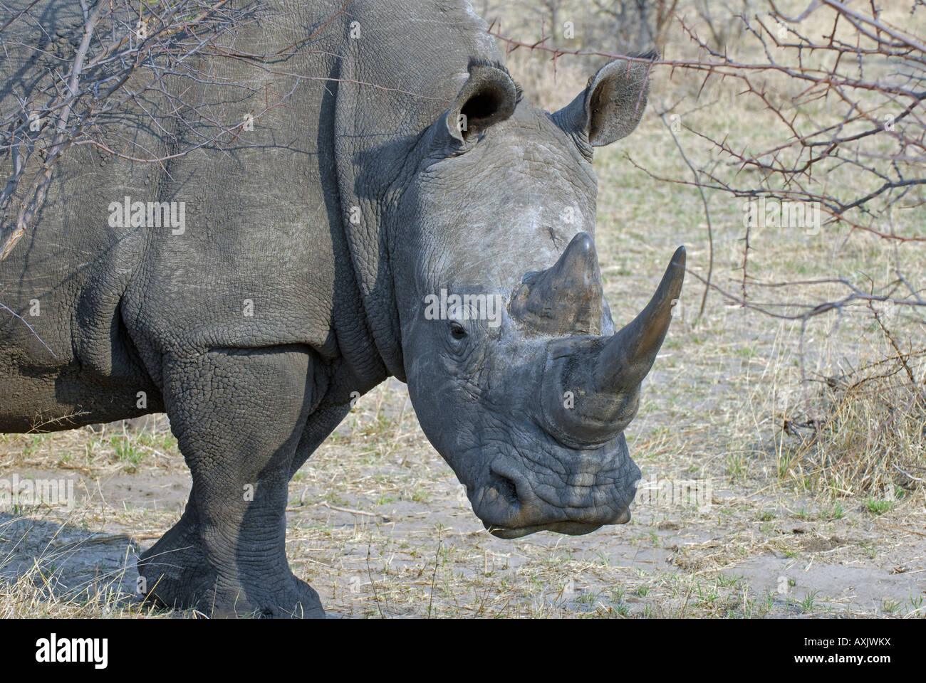 Rhinocéros blanc à Khama Rhino Sanctuary Trust au Botswana Banque D'Images