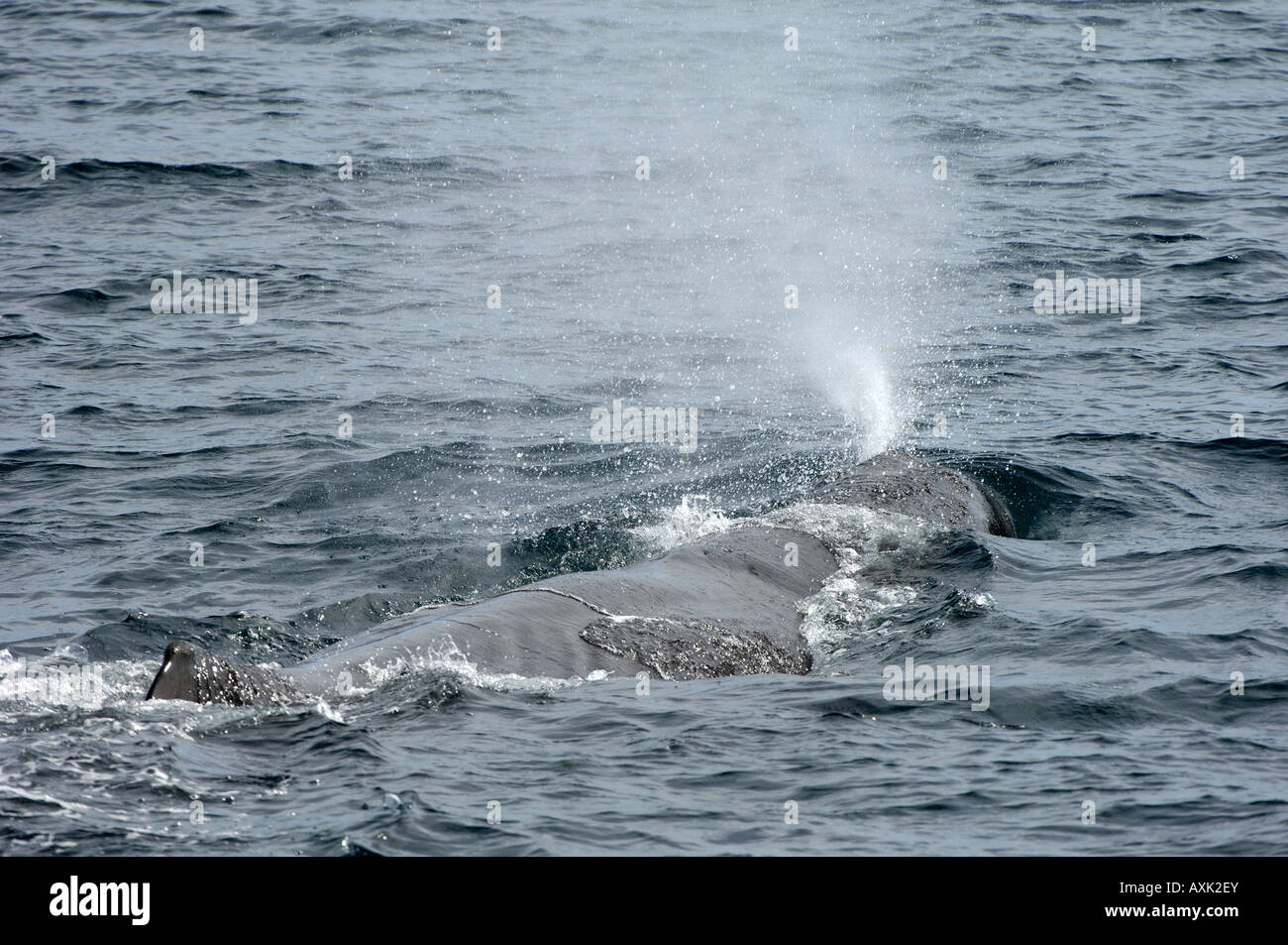 Cachalot Physeter macrocephalus Mer de Cortez au Mexique soufflant à la surface Banque D'Images