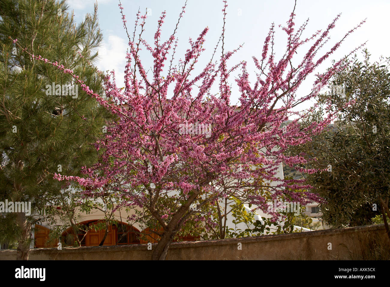 Arbre en fleurs, au printemps joyeux moment en Saronida Attica ou Atiki Grèce Banque D'Images