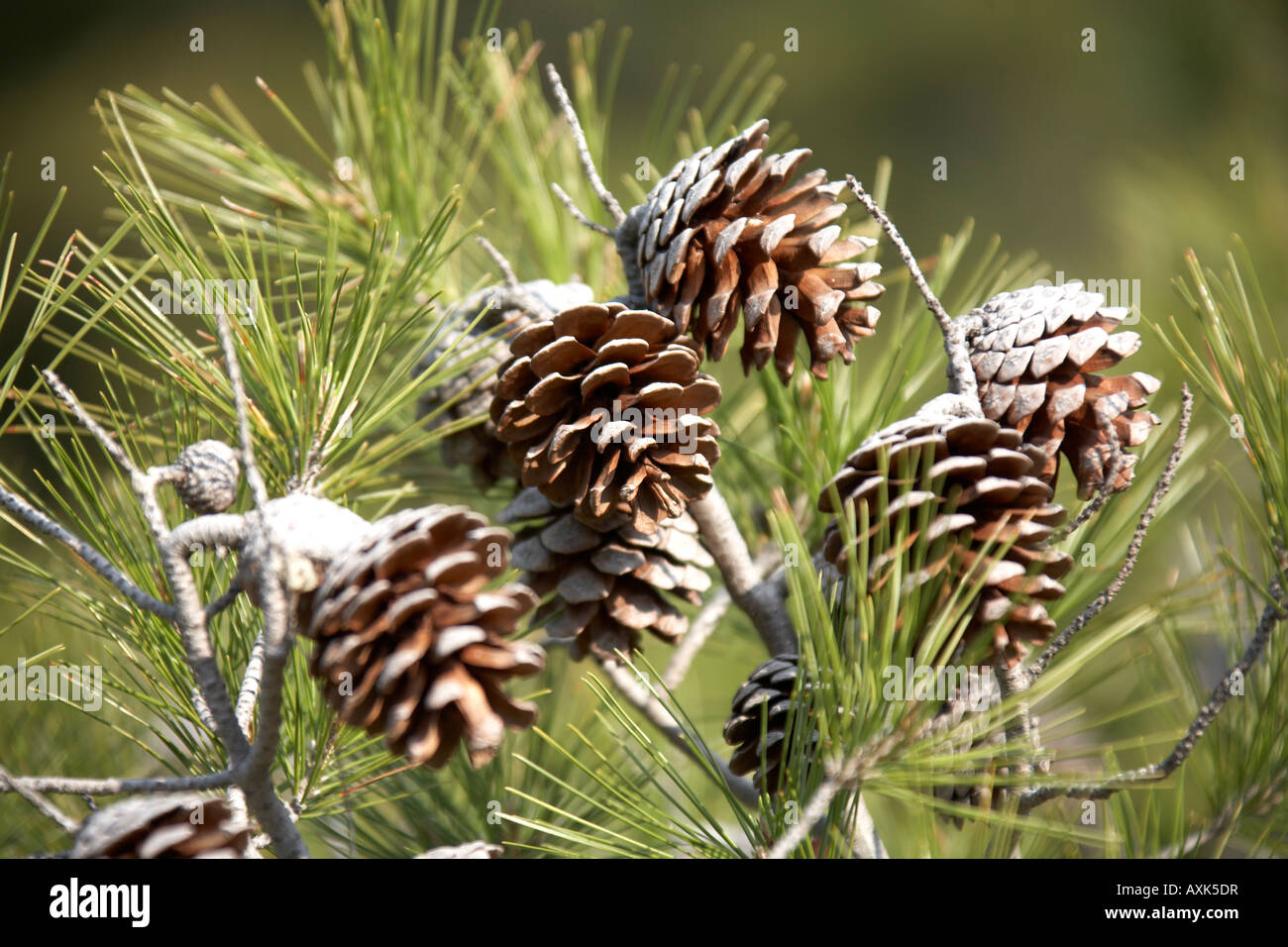 Cônes de pin sapin vert sur la conservation de la réserve naturelle située au-dessus de Saronida en Attique ou Atiki Grèce Banque D'Images