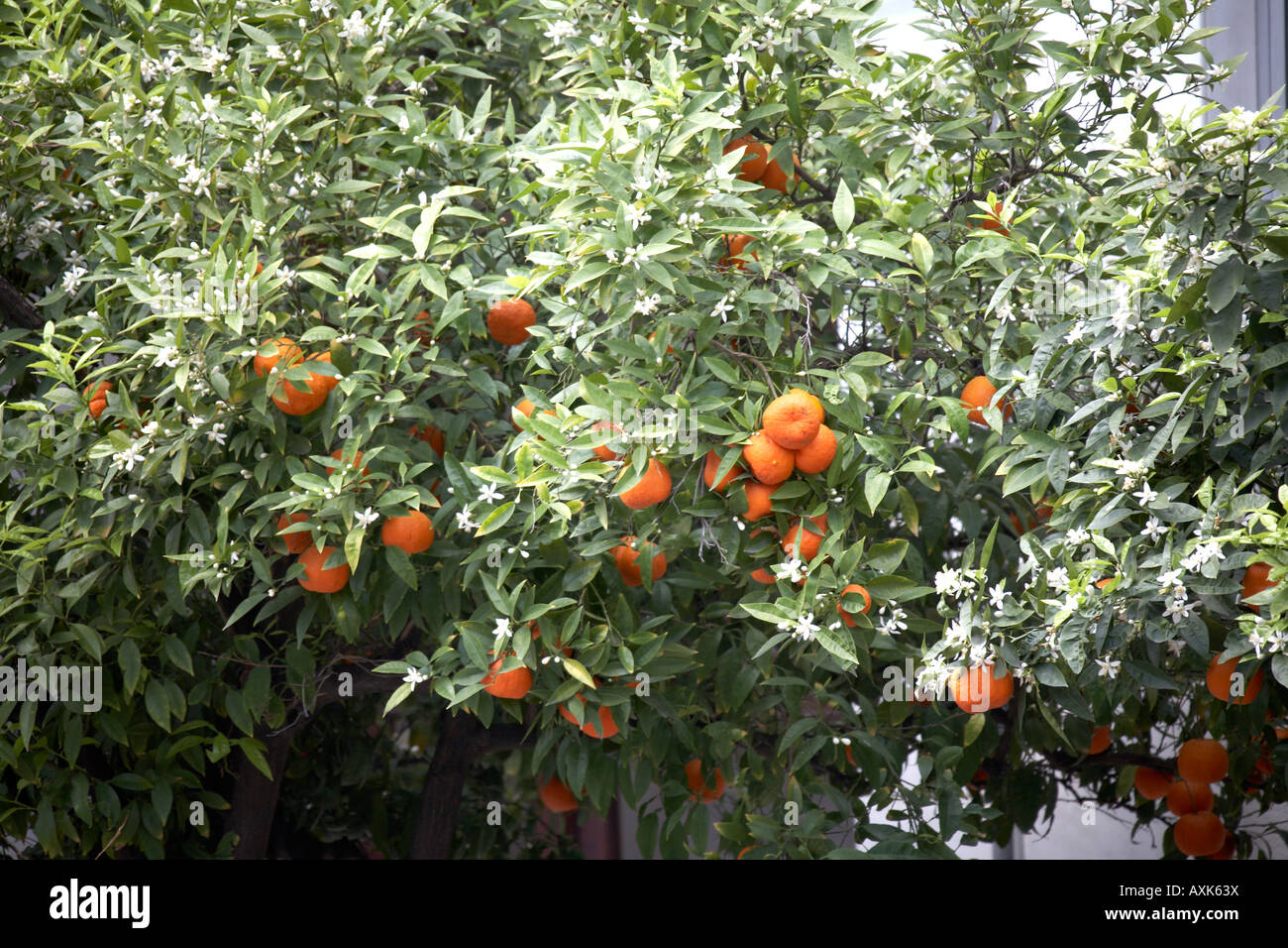 Orange de Séville avec des fruits et des arbres en fleurs au printemps temps Dexameni Square près de Kolonaki Athènes ou Athini Grèce Banque D'Images