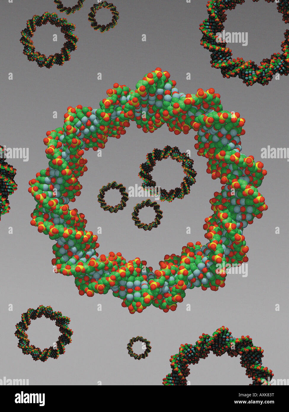 L'ADN circulaire plasmide utilisé dans la thérapie génique et le clonage de gènes Banque D'Images