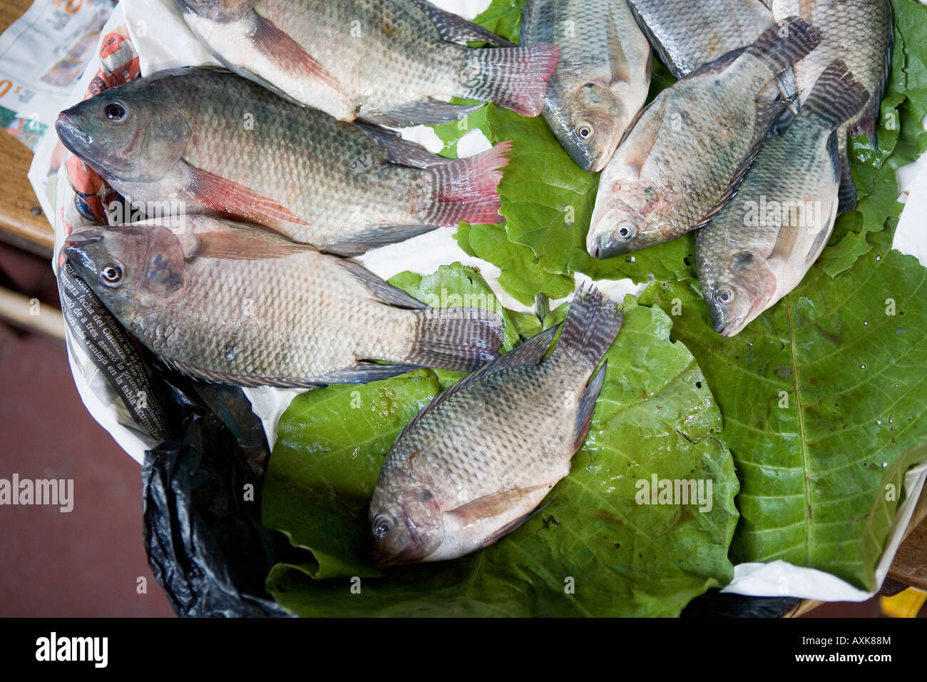 Marché de poissons frais en El Salvador Suchitoto Banque D'Images