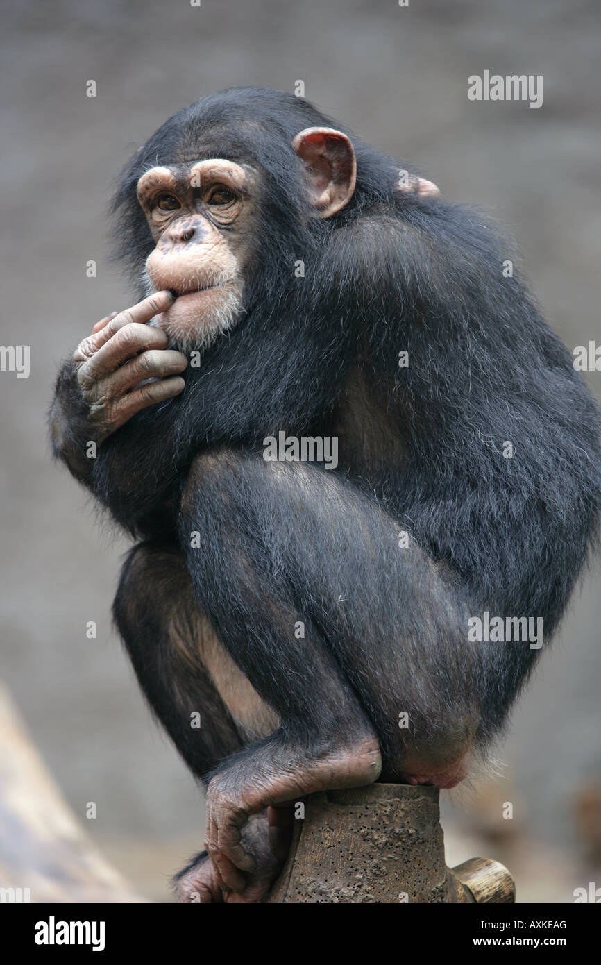 - Gros plan jeune chimpanzé Pan troglodytes Banque D'Images