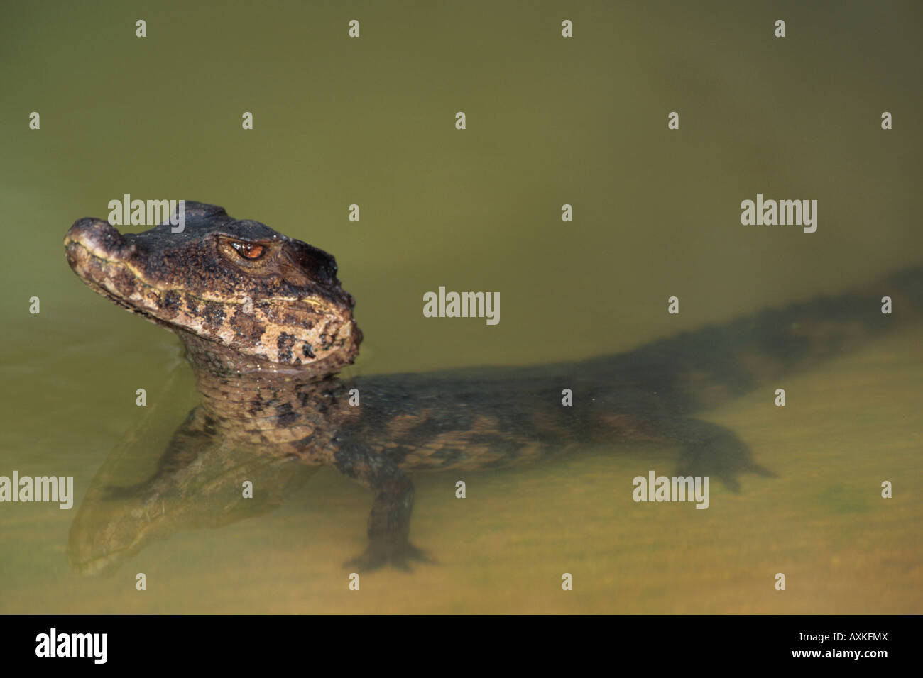 Alligator Alligator Mississipiensis (jeunes), sauvage, le Parc National des Everglades en Floride Banque D'Images